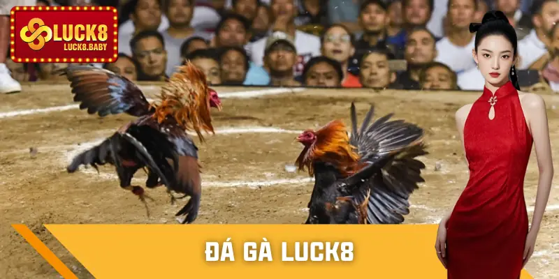 Đá Gà Luck8 - Sân Chơi Gay Cấn Cho Thành Viên Có Đam Mê